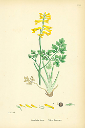 Постер Corydalis Lutea. Yellow Fumitory.
