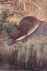 Постер Кунер Вильгельм Duckbill, illustration from'Wildlife of the World', c.1910 Постер Кунер Вильгельм Duckbill, illustration from'Wildlife of the World', c.1910