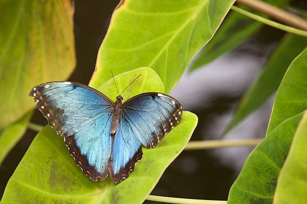 Голубая бабочка на зеленых листьях