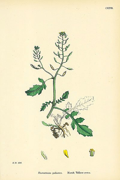 Nasturtium Palustre. Marsh Yellow-cress. 1