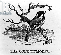 Постер Бевик Томас The Cole-Titmouse, illustration from 'The History of British Birds' 1797 Постер Бевик Томас The Cole-Titmouse, illustration from 'The History of British Birds' 1797