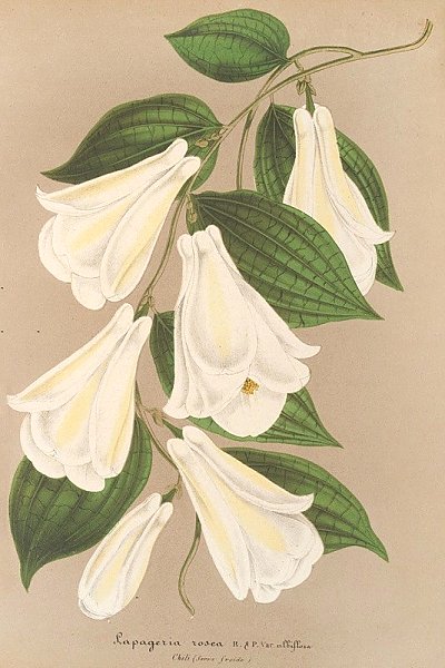 Lapageria rosea R. et.P. var. albiflora