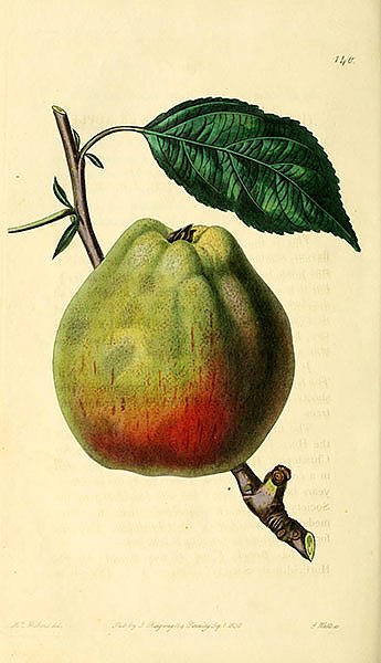 Корнуэльское яблоко Gilliflower