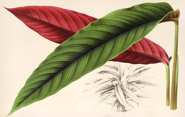 Calathea nigro-costata