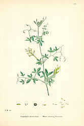 Постер Corydalis claviculata. White climbing Fumitory