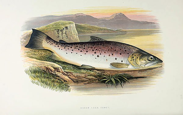 Great lake trout