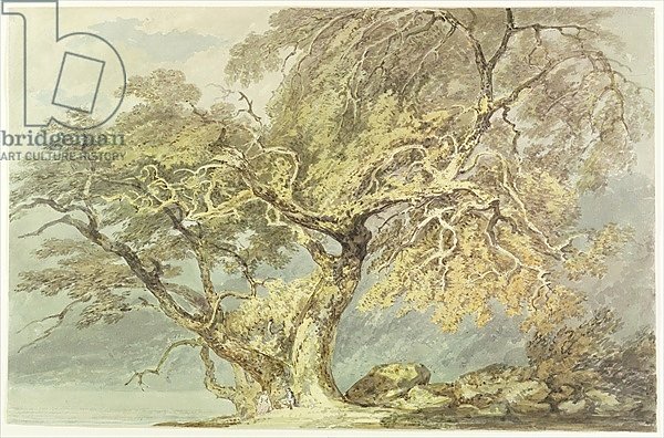 A Great Tree, c.1796