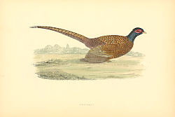 Постер Pheasant 7