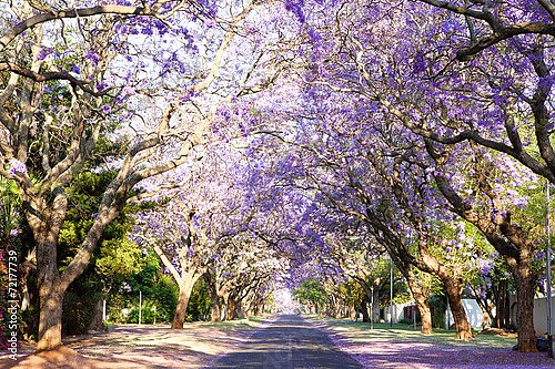 Деревья Жакаранда рядом с просмоленной дорогой в Южной Африке 2