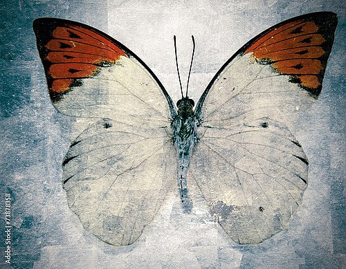 Бабочка с красными кончиками крыльев