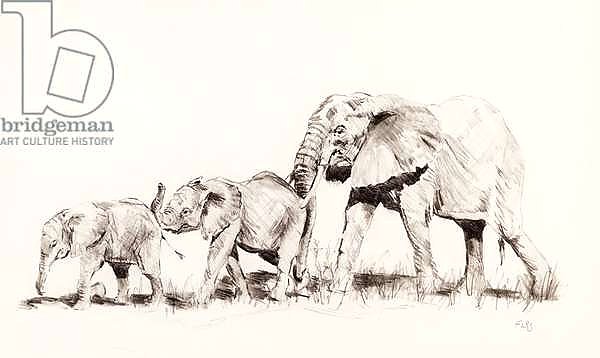 Elephant family, 2014