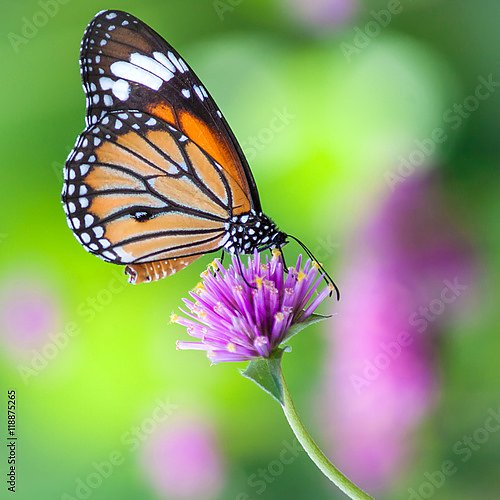 Бабочка монарх на цветке клевера в поле