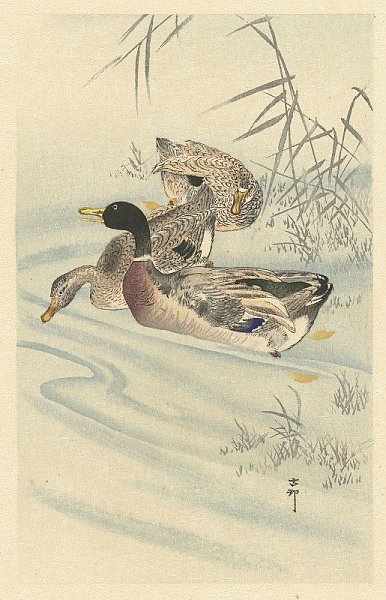 Three ducks in shallow water with reed