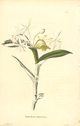 Постер Epidendrum Umbellatum 1