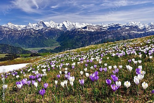 Швейцария.  Весенние крокусы в альпах