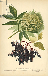 Постер Бут Вильям (последователи, ботаника) Flowers and Berries of the Elder Постер Бут Вильям (последователи, ботаника) Flowers and Berries of the Elder