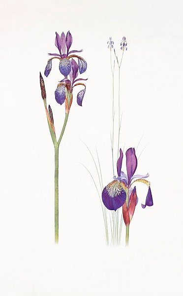 Iris sibirica and Iris orientalis