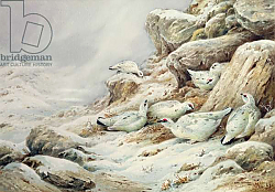 Постер Даннер Карл (совр) Ptarmigan in snow covered landscape Постер Даннер Карл (совр) Ptarmigan in snow covered landscape