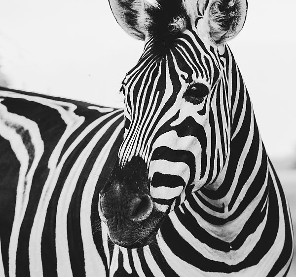 Черно-белый портрет зебры