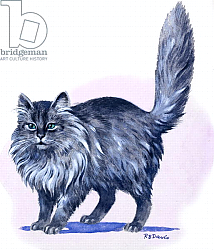Постер Дэвис Р. (жив, дет) Persian Cat, from 'Treasure', 1966 Постер Дэвис Р. (жив, дет) Persian Cat, from 'Treasure', 1966