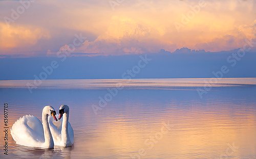 Постер Два белых лебедя на озере