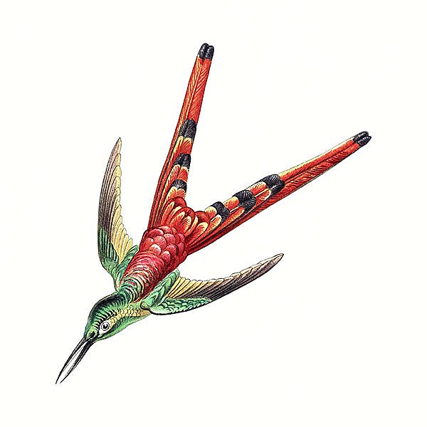 Colorful vintage hummingbird