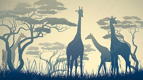 Дикие жирафы в африканской саванне