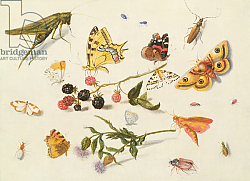 Постер Кессель Фердинанд Study of Insects, Flowers and Fruits, 17th century Постер Кессель Фердинанд Study of Insects, Flowers and Fruits, 17th century