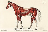 Медицинская иллюстрация мышечной системы лошади (1904)