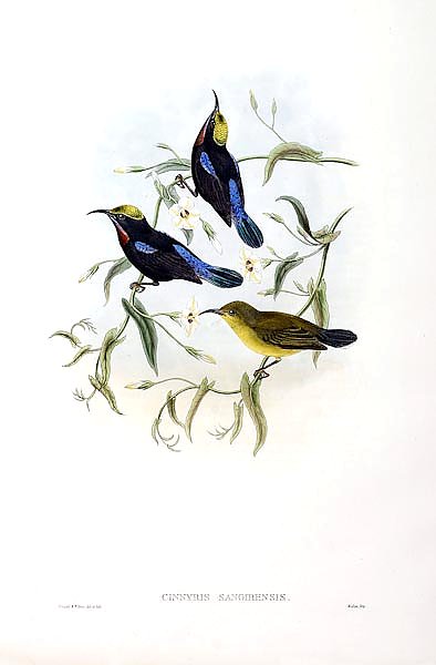 Sanghir Black Sun-bird - Cinnyris sangirensis