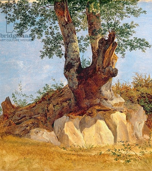 A Tree in Campagna, 1822-23