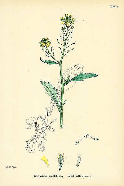 Nasturtium Amphibium. Great Yellow-cress. 1
