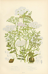 Постер Common Caraway, Tuberous c., Whorled c., Earth Nut, Burnet Saxifrage, Greater b.s. 1