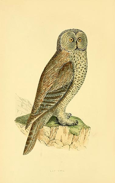 Lap Owl