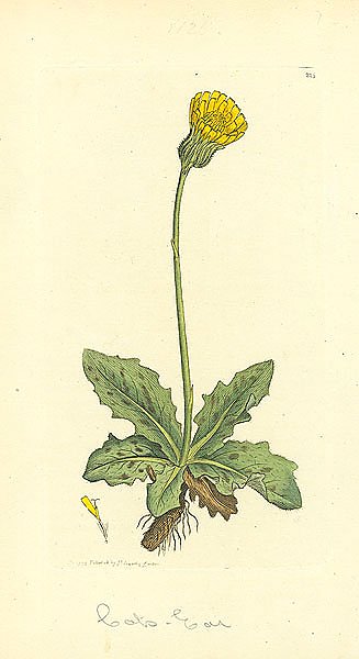 Sowerby Ботаника №24 1