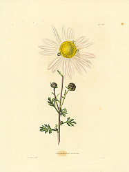 Постер Chrysanthemum Arcticum