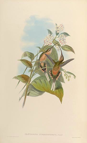 Phaethornis Syrmatophorus