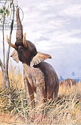 Постер Кунер Вильгельм African Elephant, illustration from'Wildlife of the World', c.1910 Постер Кунер Вильгельм African Elephant, illustration from'Wildlife of the World', c.1910