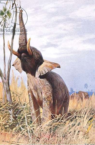 African Elephant, illustration from'Wildlife of the World', c.1910