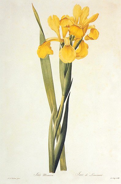 Iris spuria L 2