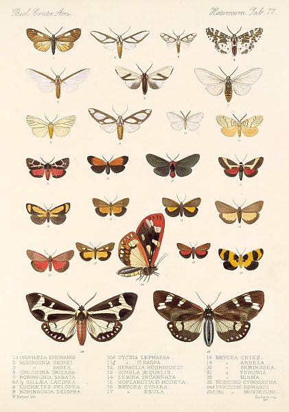 Insecta Lepidoptera-Heterocera Pl 077