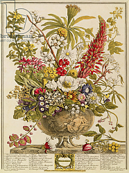 Постер Кастилс Питер December, from 'Twelve Months of Flowers' by Robert Furber engraved by Henry Fletcher Постер Кастилс Питер December, from 'Twelve Months of Flowers' by Robert Furber engraved by Henry Fletcher