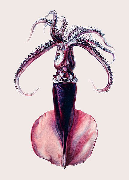 Винтажная цветная иллюстрация кальмара