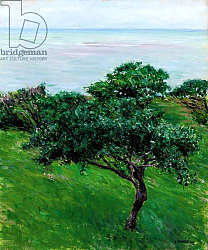 Постер Кайботт Гюстав (Gustave Caillebotte) Apple Trees by the Sea, Trouville, 1880 Постер Кайботт Гюстав (Gustave Caillebotte) Apple Trees by the Sea, Trouville, 1880