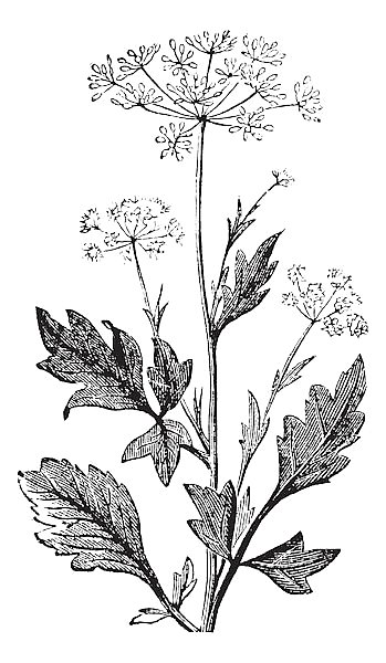 Anise or Pimpinella anisum vintage engraving