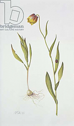 Постер Эден Маргарет (совр) Fritillaria Michailovsky, 1996 Постер Эден Маргарет (совр) Fritillaria Michailovsky, 1996