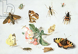 Постер Кессель Ян Butterflies, moths and other insects with a sprig of apple blossom Постер Кессель Ян Butterflies, moths and other insects with a sprig of apple blossom