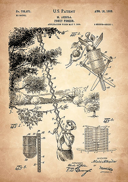 Патент на устройство для сбора плодов с деревьев, 1903г