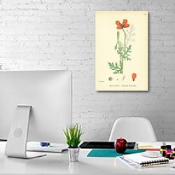 «Papaver Argemone. Long-prickly-headed Poppy.» в интерьере офиса в белом цвете