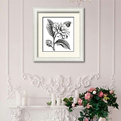 «Camellia Japonica or Rose of winter vintage engraving» в интерьере в стиле прованс над камином с лепниной «Camellia Japonica or Rose of winter vintage engraving» в интерьере в стиле прованс над камином с лепниной